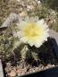 Preview: Copiapoa grandiflora